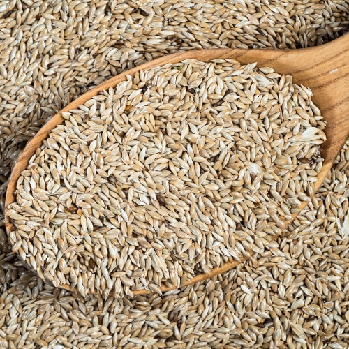 Canaryseed Saskatchewan