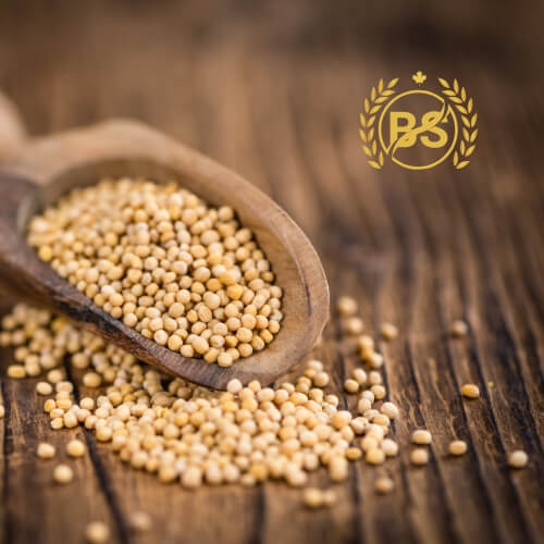 Mustard seed Yellow